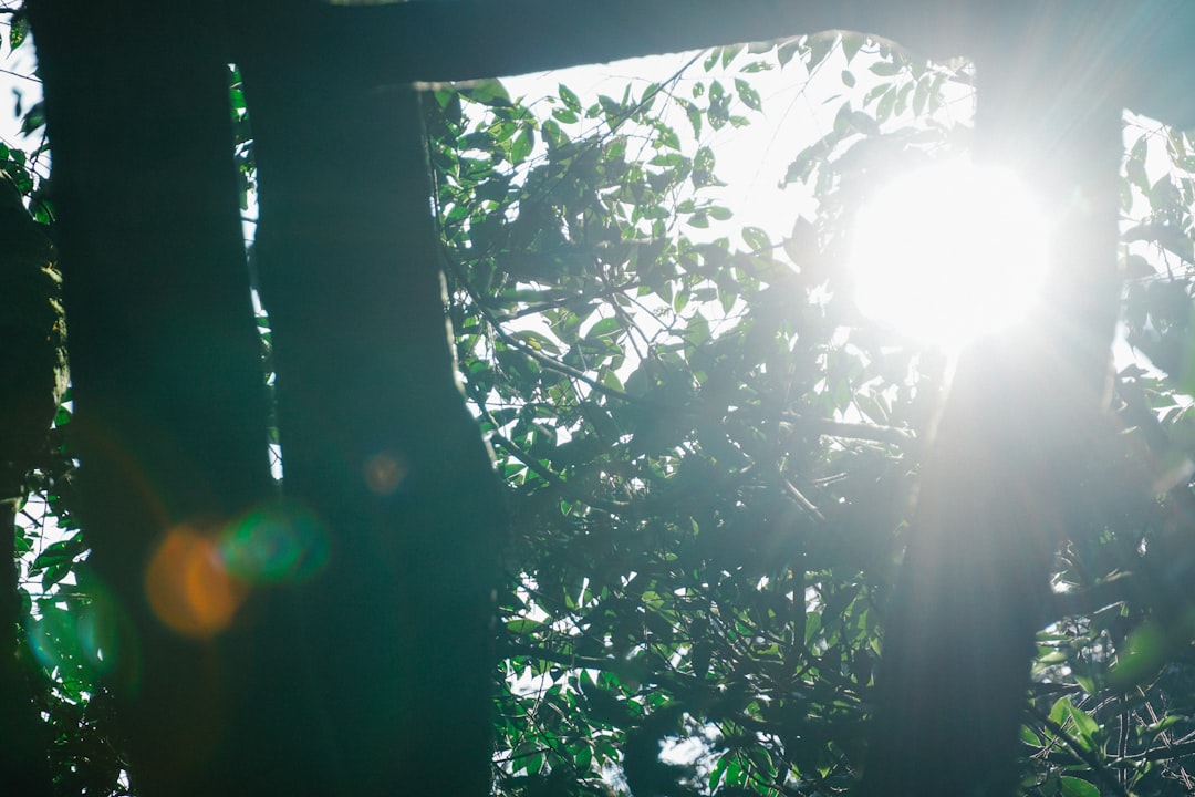 How Natural Light Influences Home Buying Decisions